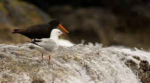 Oystercatcher and red bill gull